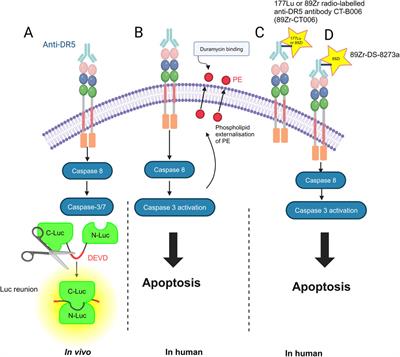 Targeting Death Receptor 5 (DR5) for the imaging and treatment of primary bone and soft tissue tumors: an update of the literature